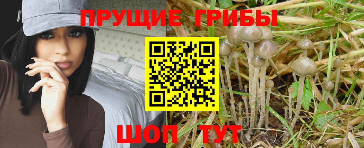 где можно купить   Вход с VPN  Усть-Лабинск  Псилоцибиновые грибы MAGIC MUSHROOMS 